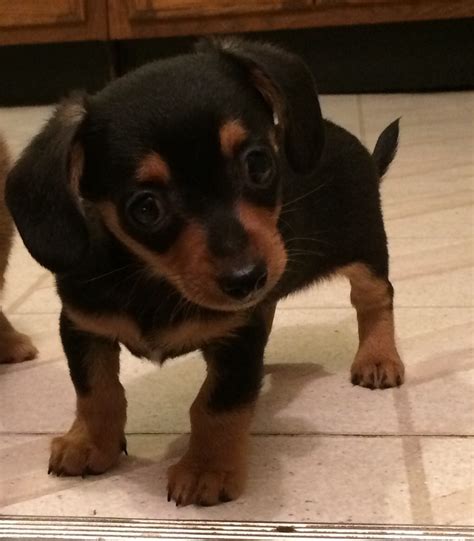 The <strong>Chiweenie</strong> is frequently described as a small lap dog. . Chiweenie puppies for sale massachusetts